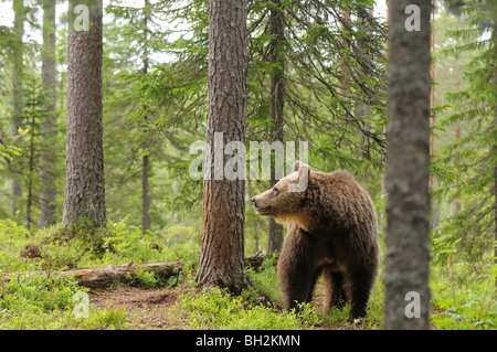 Ours brun européen Ursos arctos Photograhed en Finlande Banque D'Images