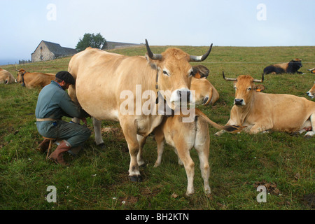 La TRAITE À LA MAIN DE L'AUBRAC LES VACHES DANS LES PÂTURAGES D'ÉTÉ SUR LE BURON DE PUECH DE LA TREILHE, Aveyron (12) Banque D'Images