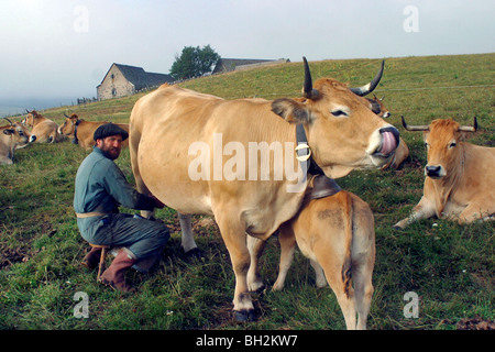 Traite de la main de l'AUBRAC LES VACHES DANS LES PÂTURAGES D'ÉTÉ SUR LE BURON DU PUECH DE LA TREILHE, Aveyron (12) Banque D'Images