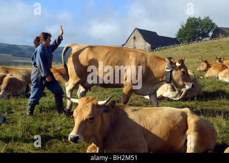 La fille BURONNIER DURANT LA TRAITE DES VACHES AUBRAC en pâturage d'ÉTÉ SUR LE BURON DE PUECH DE LA TREILHE, Aveyron (12) Banque D'Images