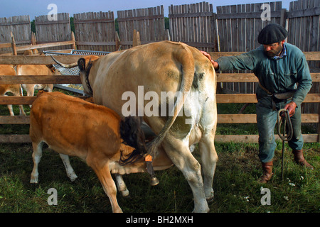 La TRAITE À LA MAIN DE L'AUBRAC LES VACHES DANS LES PÂTURAGES D'ÉTÉ SUR LE BURON DE PUECH DE LA TREILHE, Aveyron (12) Banque D'Images