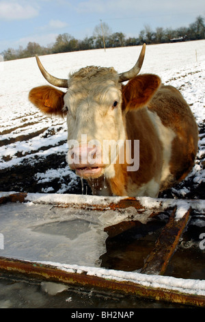 Les vaches de boire À UNE CUVETTE REMPLIE DE L'eau gelée dans l'hiver, ORNE (61) Banque D'Images