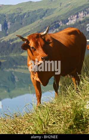 TARINE OU TARENTAISE VACHE DANS LE BEAUFORTIN AU BARRAGE DE ROSELAND, Savoie (73), RHONE-ALPES, FRANCE Banque D'Images