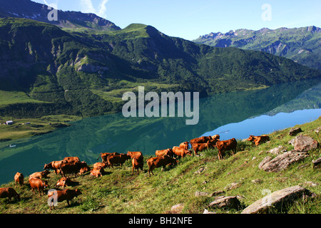 Troupeau de vaches TARINE OU TARENTAISE DANS LE BEAUFORTIN AU BARRAGE DE ROSELAND, Savoie (73), RHONE-ALPES, FRANCE Banque D'Images