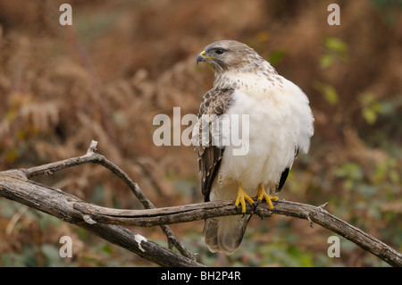 Buse variable Buteo buteo photographié en France Banque D'Images