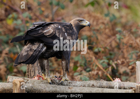 Aigle royal Aquila chrysaetos des profils photographiés en France Banque D'Images