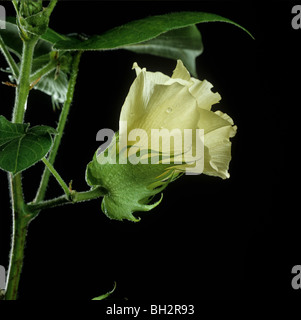 Une fleur de coton sur un fond noir Banque D'Images