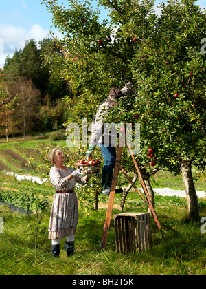 D'âge mûr la cueillette des pommes Banque D'Images