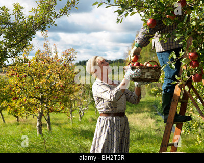 D'âge mûr la cueillette des pommes Banque D'Images