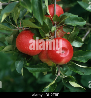 Découverte de fruits rouges mûrs apple sur l'arbre, Gloucestershire Banque D'Images
