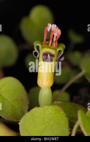 Fleur Fuchsia procumbens, des Fuscsia Banque D'Images