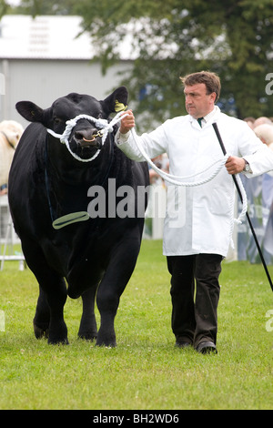 Stockman montrant un taureau à l'Aberdeen Angus le Royal Highland Show 2009 Banque D'Images
