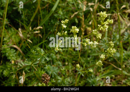 Le gaillet, le Galium mollugo couverture Banque D'Images