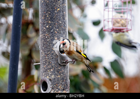 Chardonneret jaune (Carduelis carduelis ) un très colorée avec un brillant finch visage rouge et jaune alaire. Banque D'Images