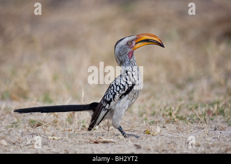 Portrait d'un calao à bec jaune dans le sud de l'Afrique. La photo a été prise dans le parc national de Hwange au Zimbabwe. Banque D'Images