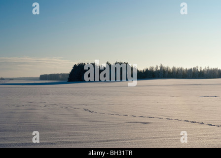 Prairies couvertes de neige en janvier dans le nord - est de la Pologne. Banque D'Images