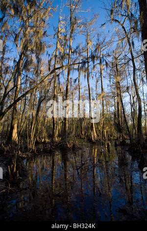 Marais de cyprès chauve à Barataria Préserver, Marrero, Louisiana, Jean Lafitte National Park Banque D'Images