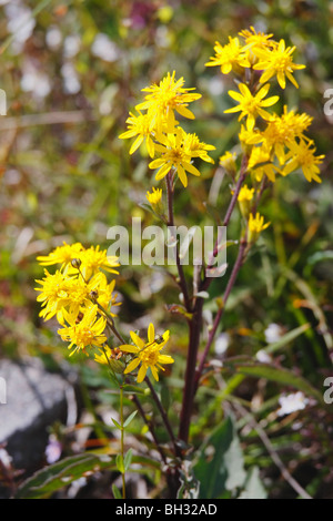 Golden Rod sur le Burren, comté de Clare, Irlande. Banque D'Images