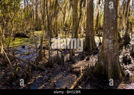 Marais de cyprès chauve à Barataria Préserver, Marrero, Louisiana, Jean Lafitte National Park Banque D'Images