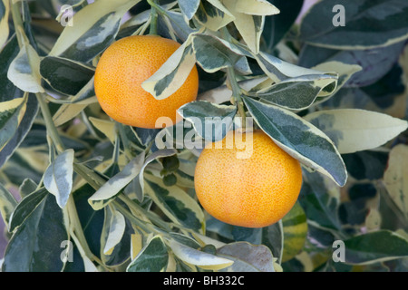 Yuzu arrivant à échéance, de la direction générale de fruits d'Agrumes', 'junos Banque D'Images