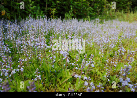 Heath Speedwell, Veronica officinalis, Pays de Galles, Royaume-Uni . Banque D'Images