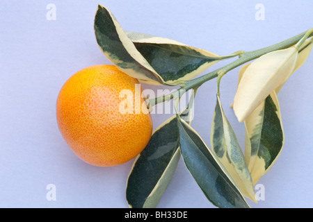 Citrus limon 'fruits Yuzu' Banque D'Images