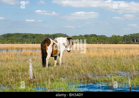 Stock photo d'un poney sauvage sur l'eau salée à marée près de Assateague Island, la marée basse à Chincoteague, Virginie, Virginie Banque D'Images