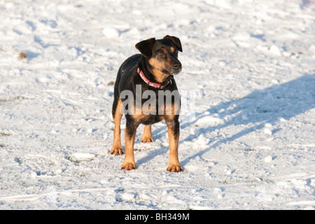 Noir et feu Jack Rusell terrier dans la neige Cotswolds UK Banque D'Images