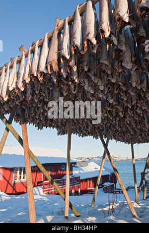 La morue polaire stockfish pendaison sur le poisson dans un flocon, Å, dans la région de Moskenes, Lofoten, Norvège du Nord, Banque D'Images