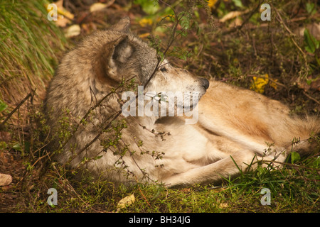 Loup gris (Canis Iupus spp.) comme on le voit dans l'hémisphère Nord, Canada Amérique du Nord Banque D'Images