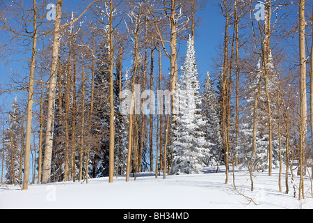 Féerie d'hiver dans les hautes montagnes du centre de l'Utah. Aspen couvertes de neige et de pins. Forêt, ciel bleu neige blanche. Banque D'Images