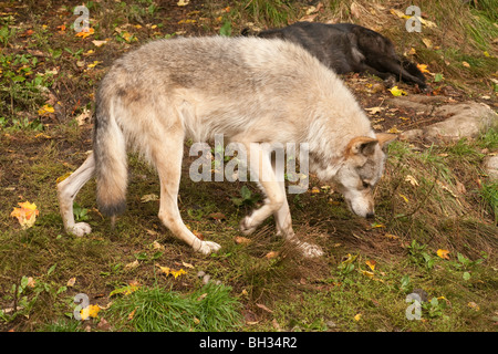 Loup gris (Canis Iupus spp.) comme on le voit dans l'hémisphère Nord, Canada Amérique du Nord Banque D'Images