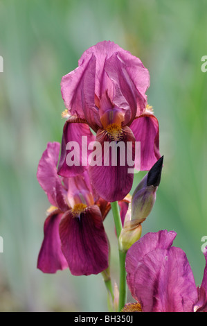 Tall bearded iris (IRIS barbata elatior 'deutscher rotwein') Banque D'Images