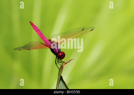 Crimson Marsh Glider (Trithemis aurora) Banque D'Images