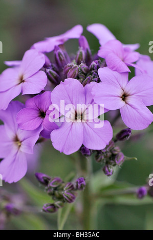 Sweet fusée (Hesperis matronalis) Banque D'Images