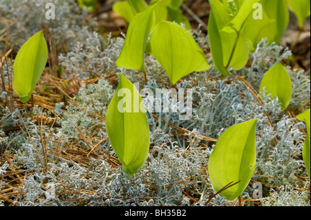 Maïanthème du Canada, (Maianthemum canadense) feuilles émergentes dans le lit du lichen des rennes, Killarney, Ontario, Canada Banque D'Images