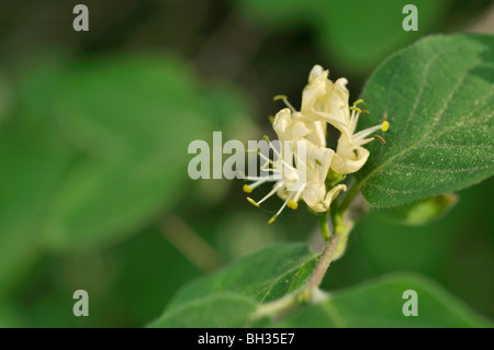 Chèvrefeuille (Lonicera xylosteum fly) Banque D'Images