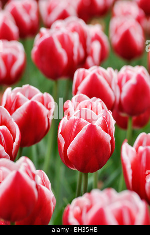 Triumph tulip (tulipa Leen van der mark) Banque D'Images