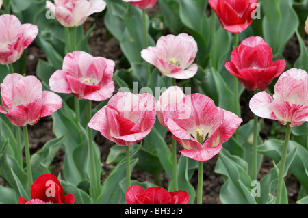 Triumph tulip (tulipa) dans l'hémisphère occidental Banque D'Images