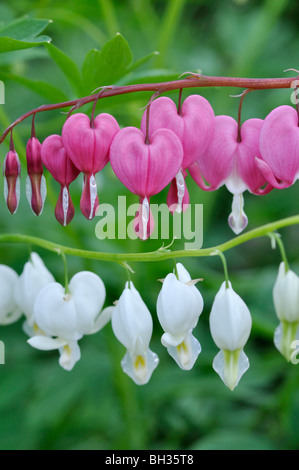 Bleeding Heart (lamprocapnos spectabilis syn. Dicentra spectabilis et lamprocapnos spectabilis 'Alba' syn. Dicentra spectabilis 'Alba') Banque D'Images