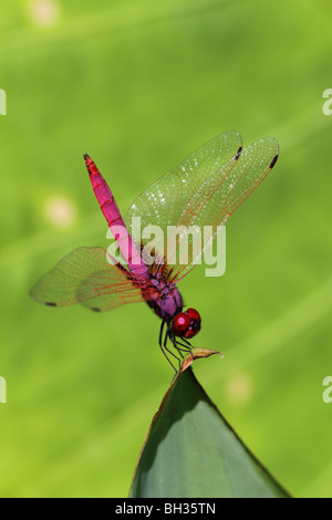 Crimson Marsh Glider (Trithemis aurora) Banque D'Images