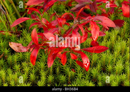 Blueberry, nain (Vaccinium angustifolium) feuilles dans la couleur de l'automne, avec mousse verte, le Grand Sudbury, Ontario, Canada Banque D'Images