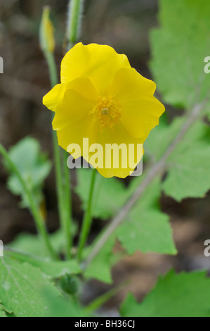 Chinese celandine poppy (Stylophorum lasiocarpum) Banque D'Images