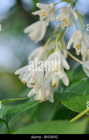 Staphylea colchica caucasiens (bladdernut) Banque D'Images