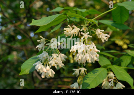 Staphylea colchica caucasiens (bladdernut) Banque D'Images