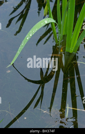 Gouttes de pluie sur les feuilles tombantes de drapeau bleu (Iris versicolor) à bord d'étang de castors, Sudbury, Ontario, Canada Banque D'Images