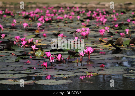 Des fleurs de lotus dans un étang à l'ensemble du temple d'Angkor Wat au Cambodge Banque D'Images