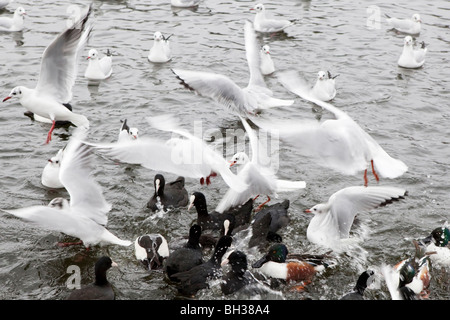 L'alimentation des canards et des mouettes Banque D'Images