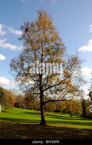 Arbre, Waterlow Park England UK London Highgate Banque D'Images