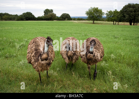 Emu trois debout ensemble dans une grande pelouse. Banque D'Images